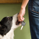 Dogs look to humans for answers—and leadership.